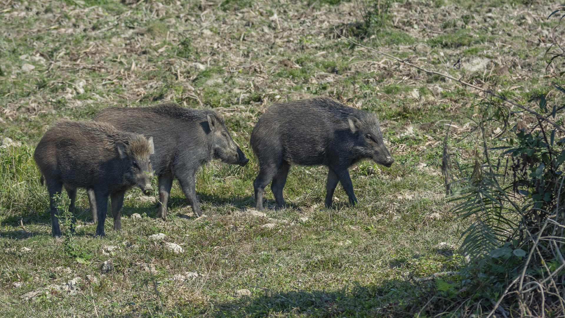 Wild boars at Kaziranga National Park, Assam